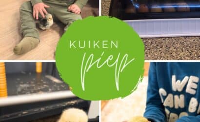 Kuikentjes zijn uitgekomen!